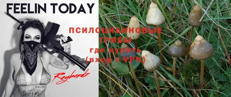 где продают наркотики  Людиново  Галлюциногенные грибы Psilocybine cubensis 